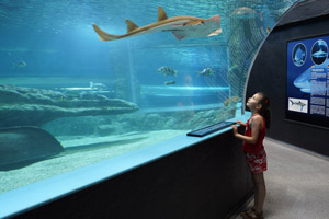 Aquarium Costa de Almería, visita imprescindible con niños en Roquetas de Mar Aquarium Costa de Almería, visita imprescindible con niños en Roquetas de Mar
