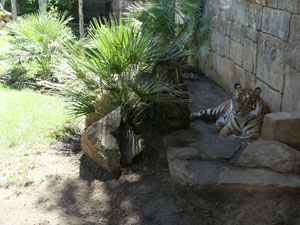 Bioparc Fuengirola, el zoo urbano para ir con niños en la Costa del Sol Bioparc Fuengirola, el zoo urbano para ir con niños en la Costa del Sol