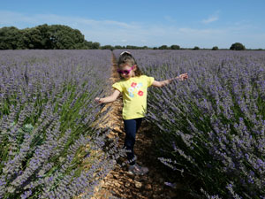 Paseo por Brihuega y los campos de lavanda, con niños Paseo por Brihuega y los campos de lavanda, con niños