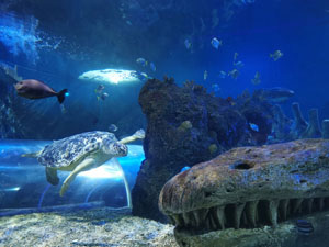 Sea Life Benalmádena, el acuario para ir con niños en la Costa del Sol Sea Life Benalmádena, el acuario para ir con niños en la Costa del Sol