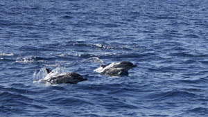 Avistamiento de delfines en el Estrecho, una actividad para toda la familia Avistamiento de delfines en el Estrecho, una actividad para toda la familia